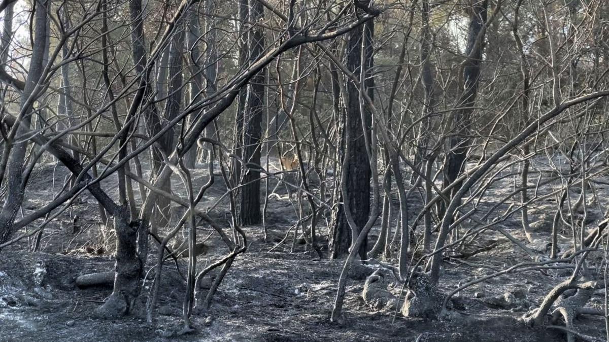 anakkale orman yangn afet fotoraflar resimleri