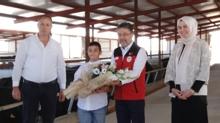 Gl Besi, Gl retim: Yerli hayvanclkta dev atlm balyor