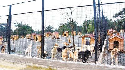  kente sahipsiz hayvanlar koruma birlii'