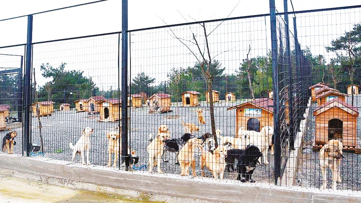 SahipsizHayvanKoruma Gmhane Krklareli fotoraflar resimleri