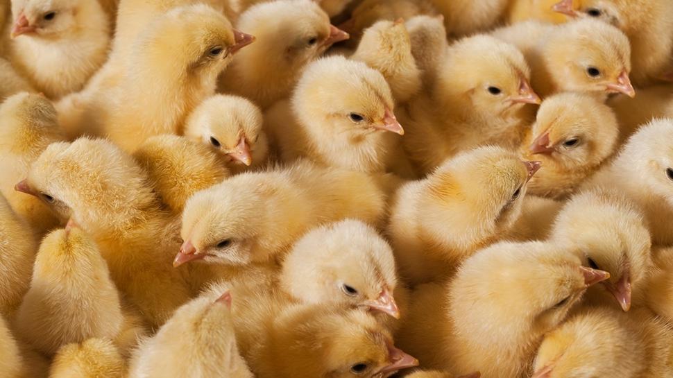 Zeka testi: Civcivlerin iindeki gizli yavru kpek nerede? Tam 615 kiiden 21'i 9 saniyede buldu