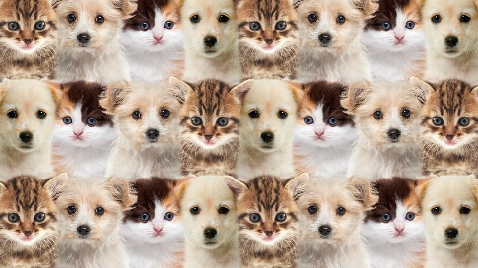 Zeka testi: Kedi ve kpeklerin iinde kalan sincap nerede? 515 kii denedi, 19'u baarl oldu
