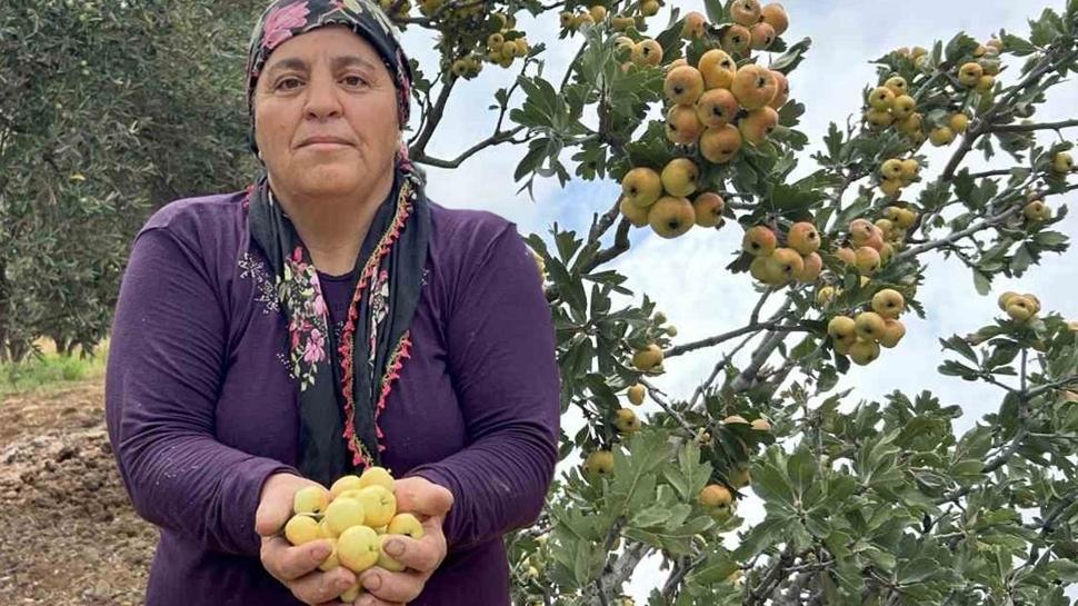 Hasat balad, kalbi glendiriyor: Kilosu 200 TL