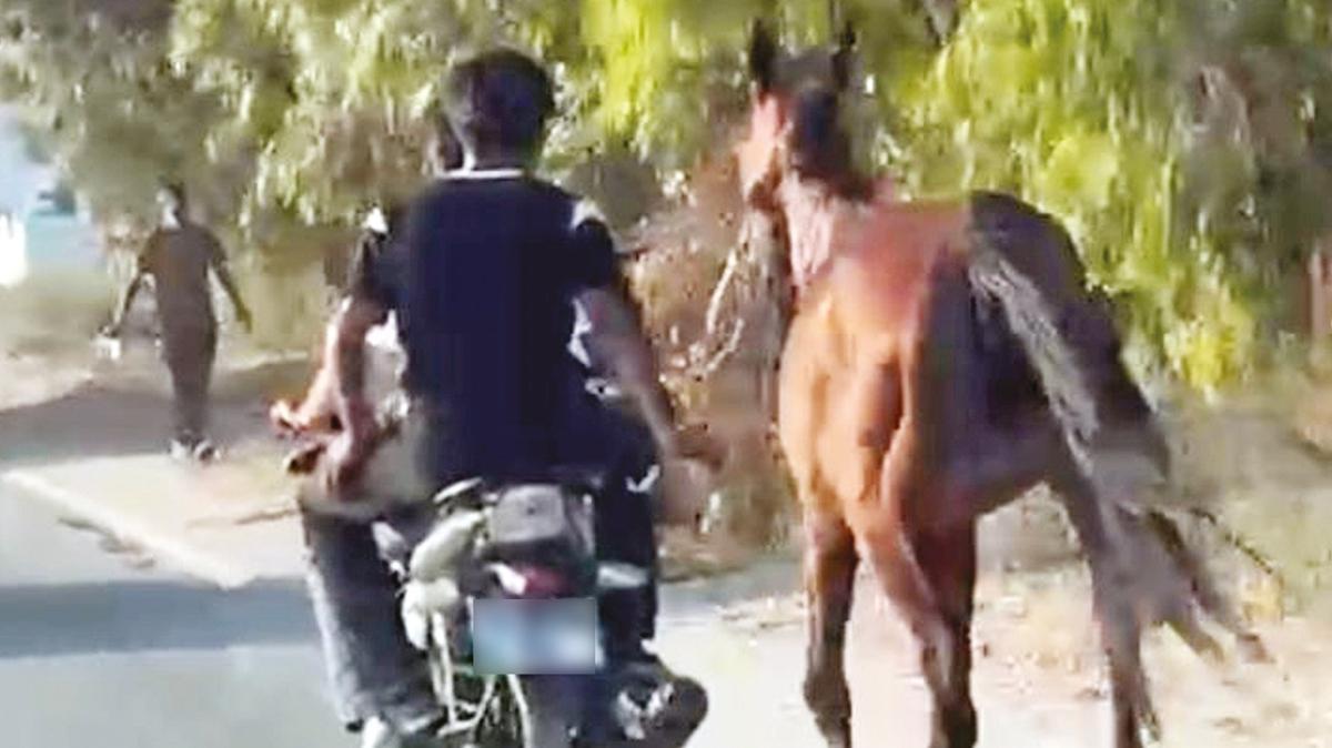 adana yreir motosiklet at hayvan eziyet soruturma fotoraflar resimleri