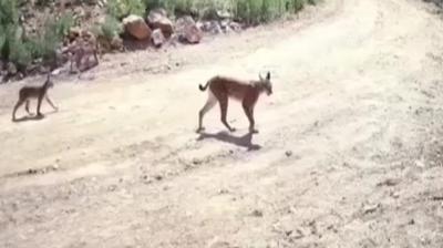 Ormann hayaleti' vaak ve yavrular kamerada