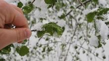 Malatya'da zirai dondan etkilenen iftilere destek demesi yaplacak