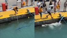 Nesli tkenen bal zpknla vurdular... Bodrum'da tepki eken grntler