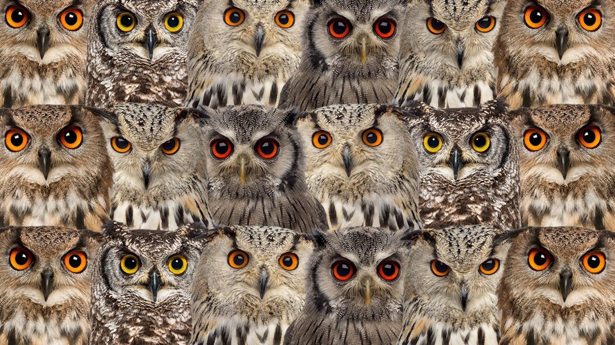optik illzyon zeka bayku beyaz kedi test fotoraflar resimleri