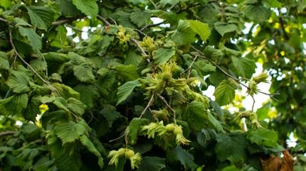 Bir avucu tansiyonu ve stresi dryor! Bu kuruyemii evinizden eksik etmeyin