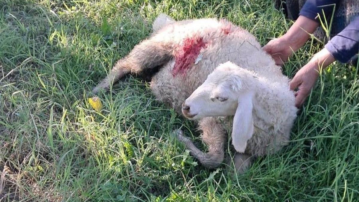 kuzular kpek saldrs Erzincan hayvan saldrs fotoraflar resimleri