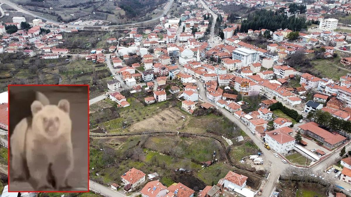 site uyar  yavru ay  bursa fotoraflar resimleri