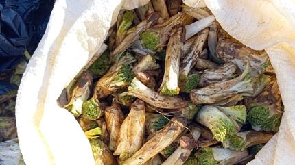 Dnyann en pahal sakz midenin ilac! ikinlii alyor, besinleri tyor