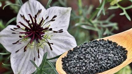 bn-i Sina 'Bir tek lme aresi yok' diyor! Hafzann ilac, beynin reetesi