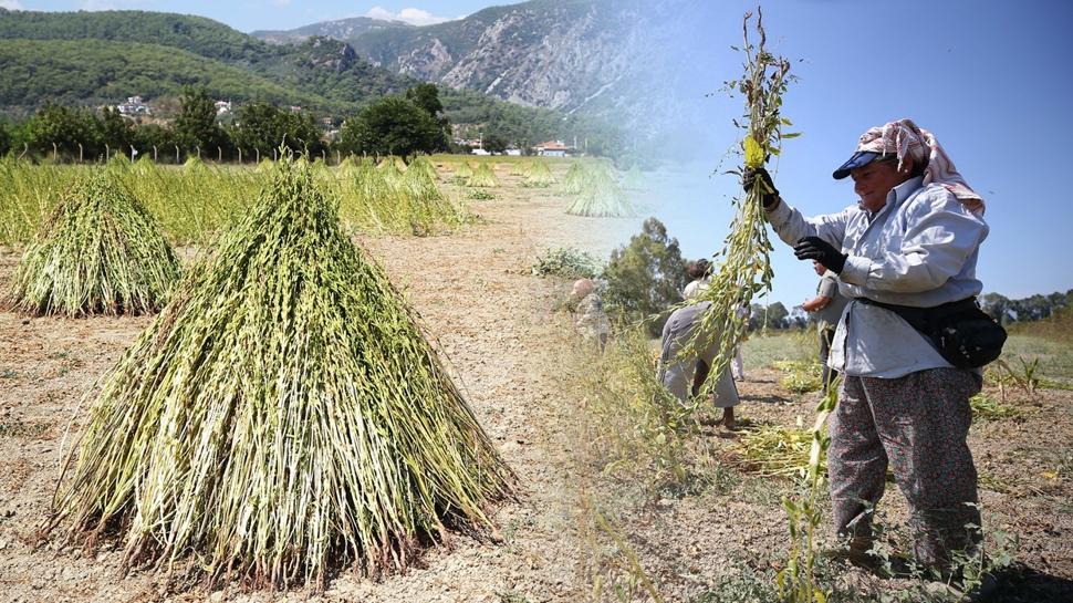 Japonlar Mu�la'dan kilo kilo al�yor! Kan �ekerini terazi gibi dengeliyor, kolesterol� yere �ak�yor