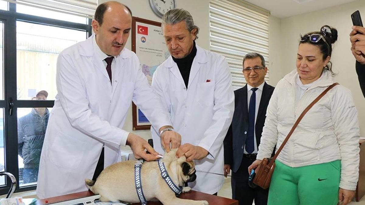mikroip uygulamas  kpek kayt  kedi kayt fotoraflar resimleri