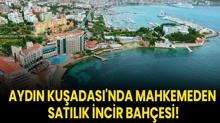 Aydn Kuadas'nda mahkemeden satlk incir bahesi!