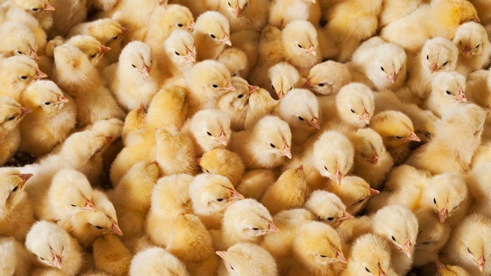 Zeka testi: Civcivlerin arasndaki gizli yumurta nerede? 7 saniyede 350 kii denedi 16's buldu