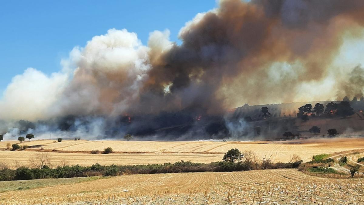 anakkale Zeytinlik Orman fotoraflar resimleri