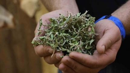 1 kilosundan 10 kere yemek yaplabiliyor! Sivasllarn C vitamini