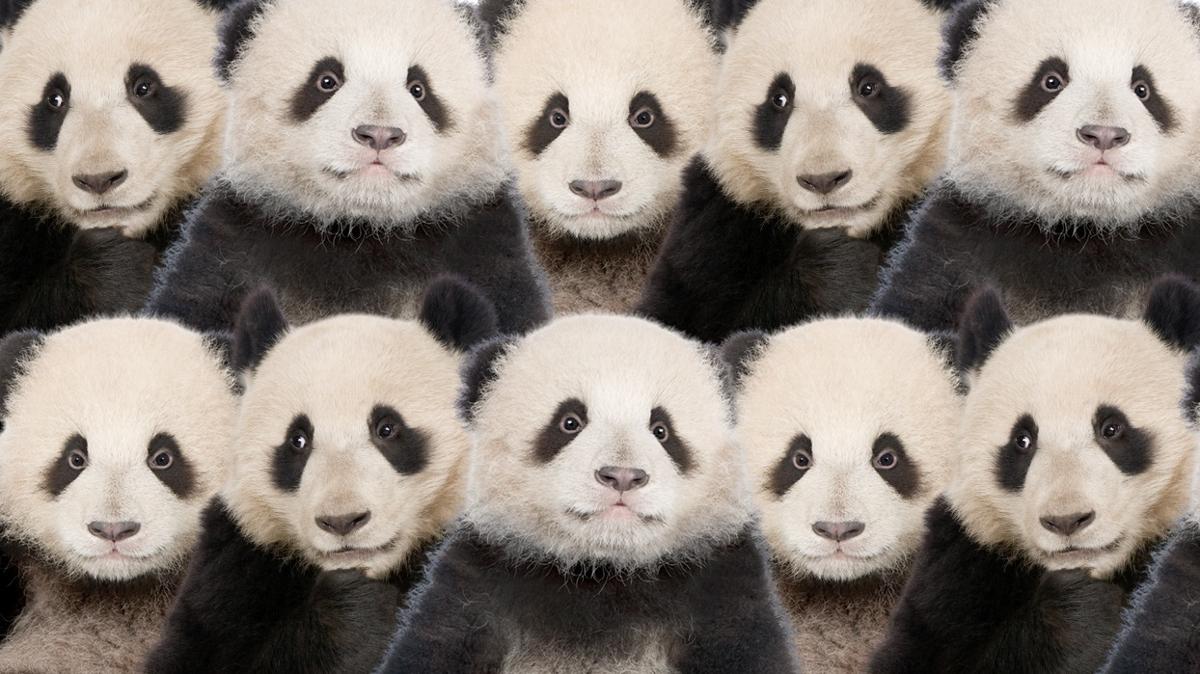 optik illzyon zeka panda kurt test fotoraflar resimleri