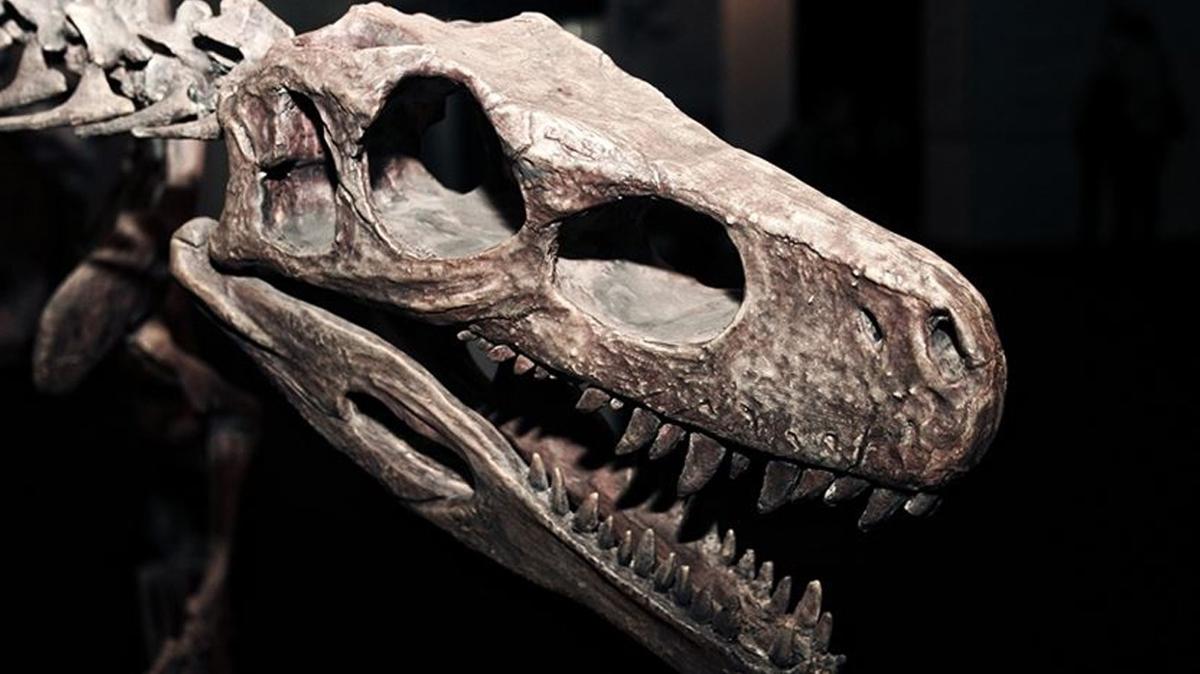 megaraptor tr beslenme ipular arjantin fotoraflar resimleri