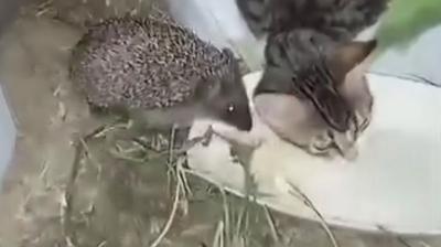 Ayn kaptan yemek yedileri! Kedi ve kirpinin dostluu kamerada