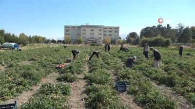 Fabrika gibi okul! renciler domates yetitirip sala retiyor