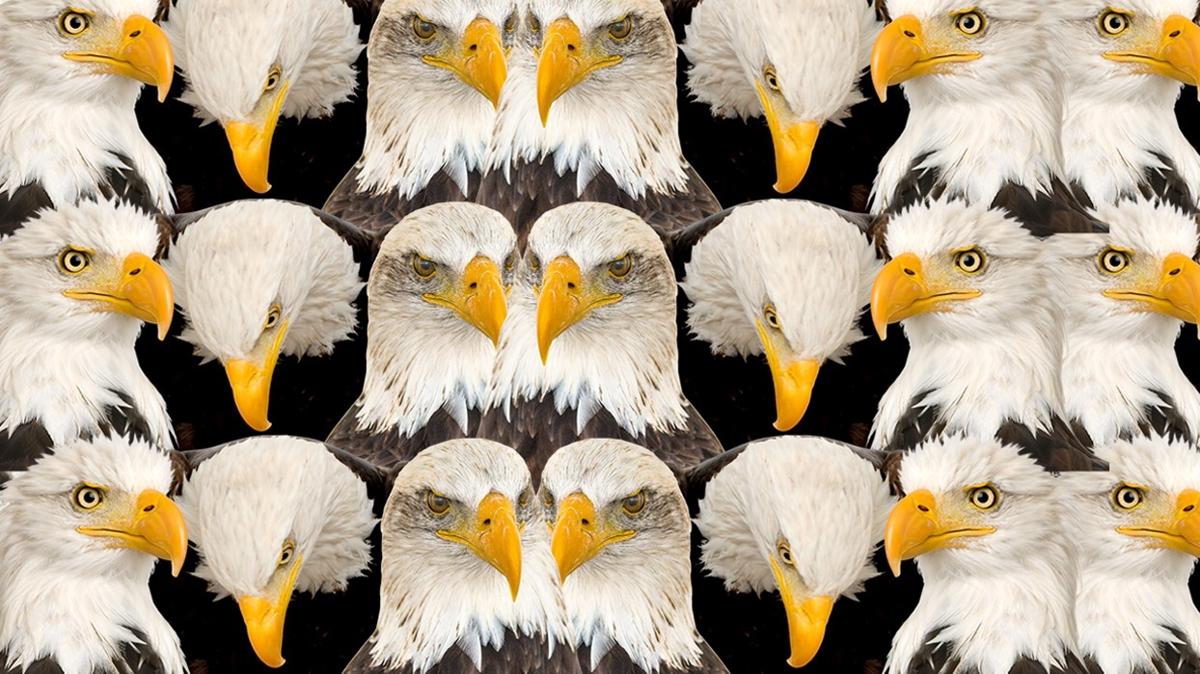 optik illzyon zeka kartal aslan test fotoraflar resimleri