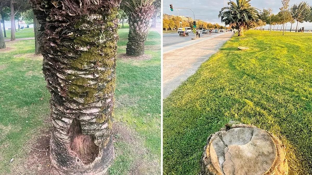 chp ibb sahil palmiye bakmszlk bisiklet isbike fotoraflar resimleri