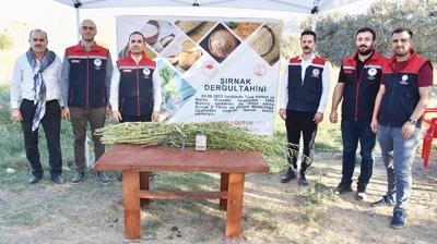 Cudi ve Gabar'da susam retimi artyor