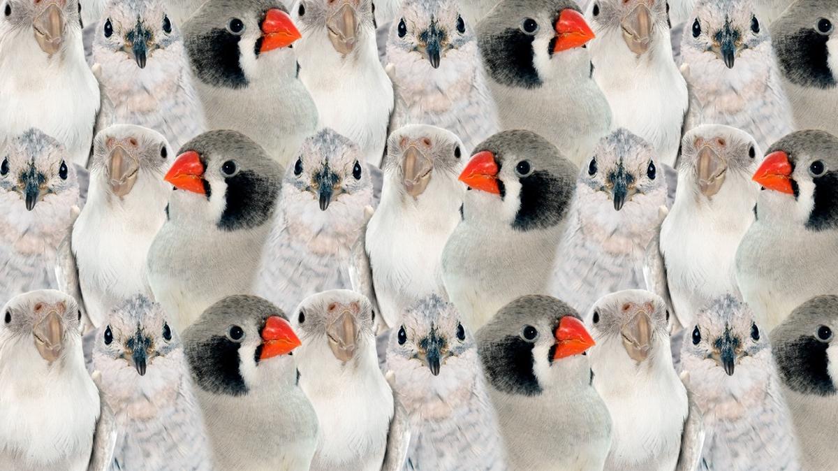 zeka optik illzyon ku balk test fotoraflar resimleri