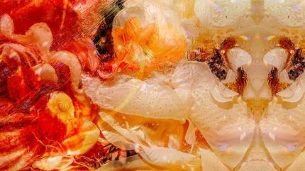 Grsel zeka testi: Resimde hangi hayvan var? 5 saniyede grenler