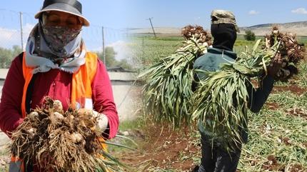 Kastamonu'da hasat zaman: Grip sezonunda doal antibiyotik ilac, kuru ksr annda bitiriyor