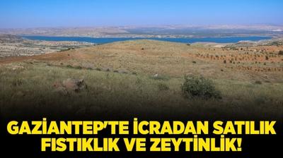 Gaziantep Nizip'te icradan satlk fstklk ve zeytinlik!