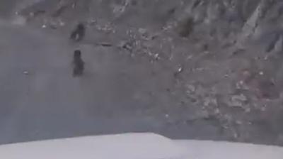 Anne ay� ve yavrusu korkuyla da�a t�rmand�, o anlar kamerada