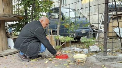 Sahipsiz kpek dehet sat