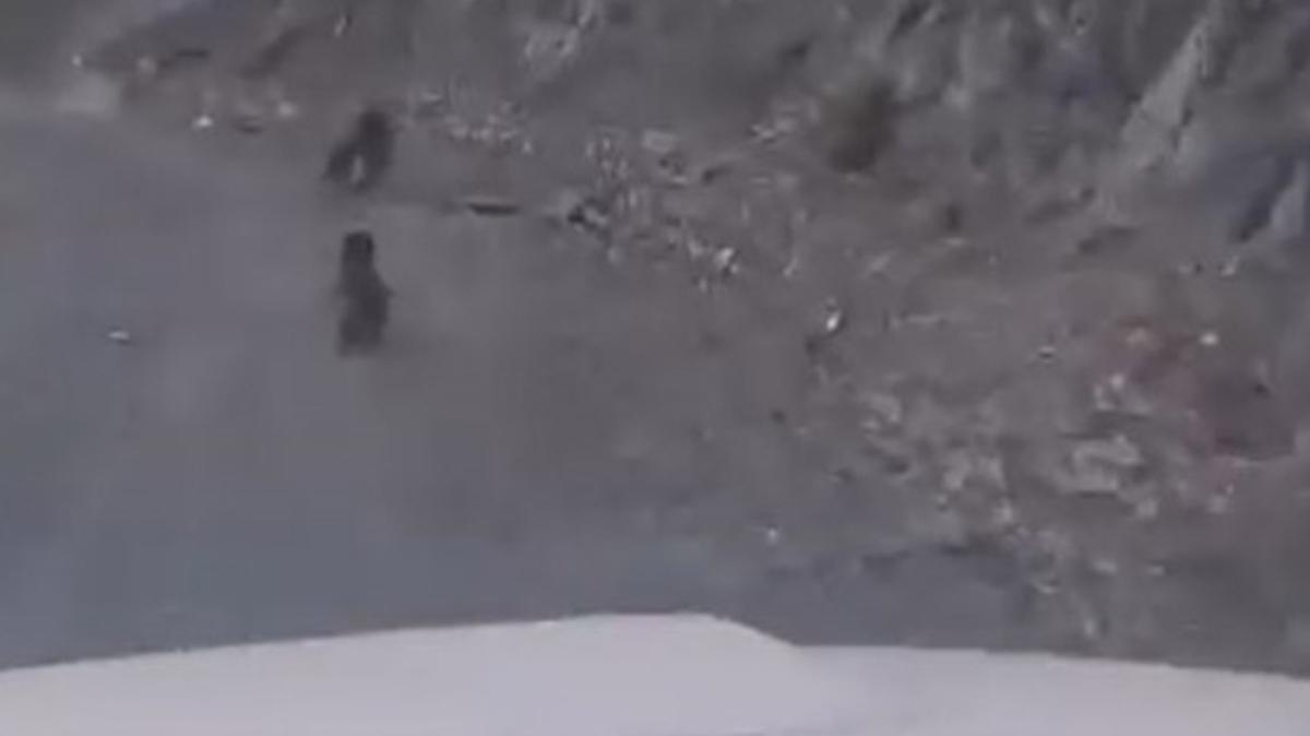Bolu orman yolu  anne ay ve yavrusu  cep telefonu kamerasyla fotoraflar resimleri