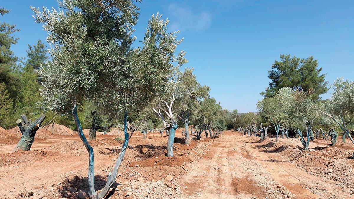 yeniky kemerky enerji milas zeytin zeytin aac fotoraflar resimleri