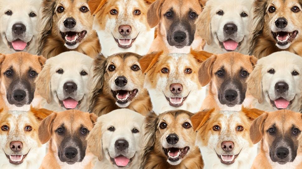 Zeka testi: Kpeklerin iinde kalan minik kedi nerede? Sadece zekiler 7 saniyede buluyor