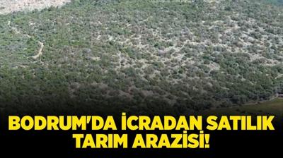 Mula Bodrum'da icradan satlk tarm arazisi!