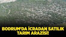 Mula Bodrum'da icradan satlk tarm arazisi!