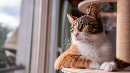 Kedinizin gerekten sizi sevdiini gsteren 5 ipucu