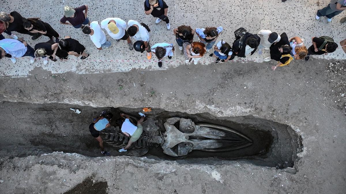 fin balinas mersin bilimsel alma deniz canllar deniz canllar mzesi fotoraflar resimleri