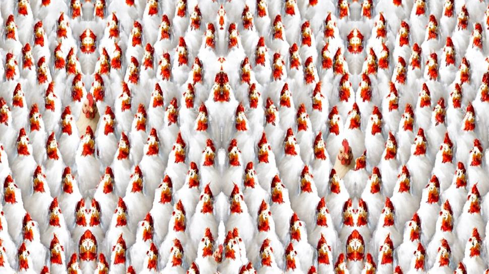 Grsel zeka testi: 3. tavuk nerede? 5 saniyede bulanlar ar dikkatli ve...