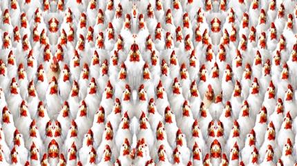 Grsel zeka testi: 3. tavuk nerede? 5 saniyede bulanlar ar dikkatli ve...