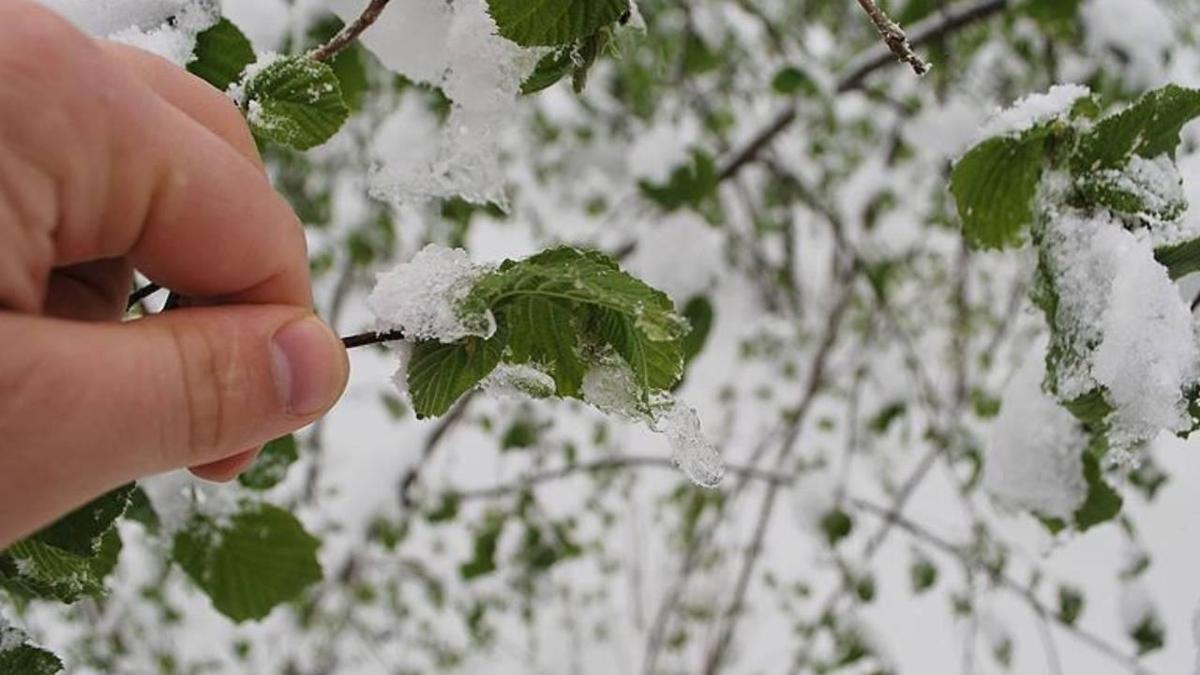 hafif don zirai don meteoroloji fotoraflar resimleri