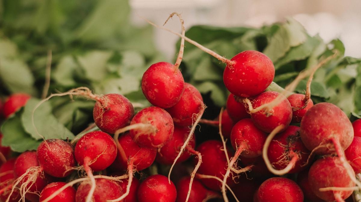 krmz turp c vitamini salk fotoraflar resimleri