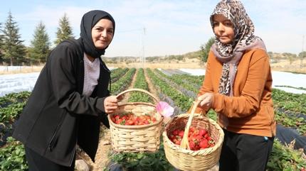 Kayseri'de atl topraklarn ilek bahesine dntrdler! ilekler kap kap gidiyor