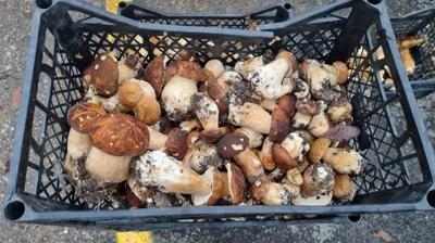 Kilosu 500 TL! Sinop'ta yetiiyor! Avrupa'ya gidiyor, dnya mutfa baylyor