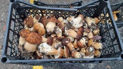 Kilosu 500 TL! Sinop'ta yetiiyor! Avrupa'ya gidiyor, dnya mutfa baylyor